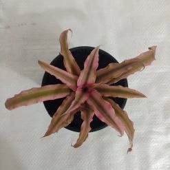 CGASPL Cryptanthus Bivittatus Pink Starlite Plant Plants
