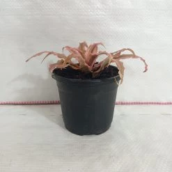 CGASPL Cryptanthus Bivittatus Pink Starlite Plant Plants