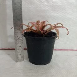 CGASPL Cryptanthus Bivittatus Pink Starlite Plant Plants