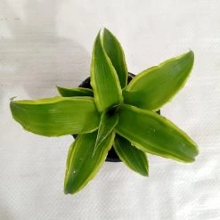 CGASPL Cryptanthus Acaulis Varigata Plant