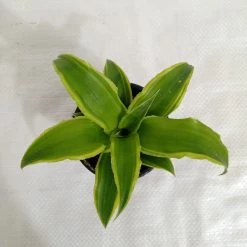 CGASPL Cryptanthus Acaulis Varigata Plant
