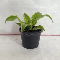 CGASPL Cryptanthus Acaulis Varigata Plant