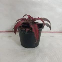 CGASPL Cryptanthus Bivittatus Ruby Plant Plants