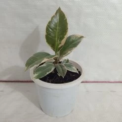CGASPL Ficus Elastica Tineke Rubber Plant