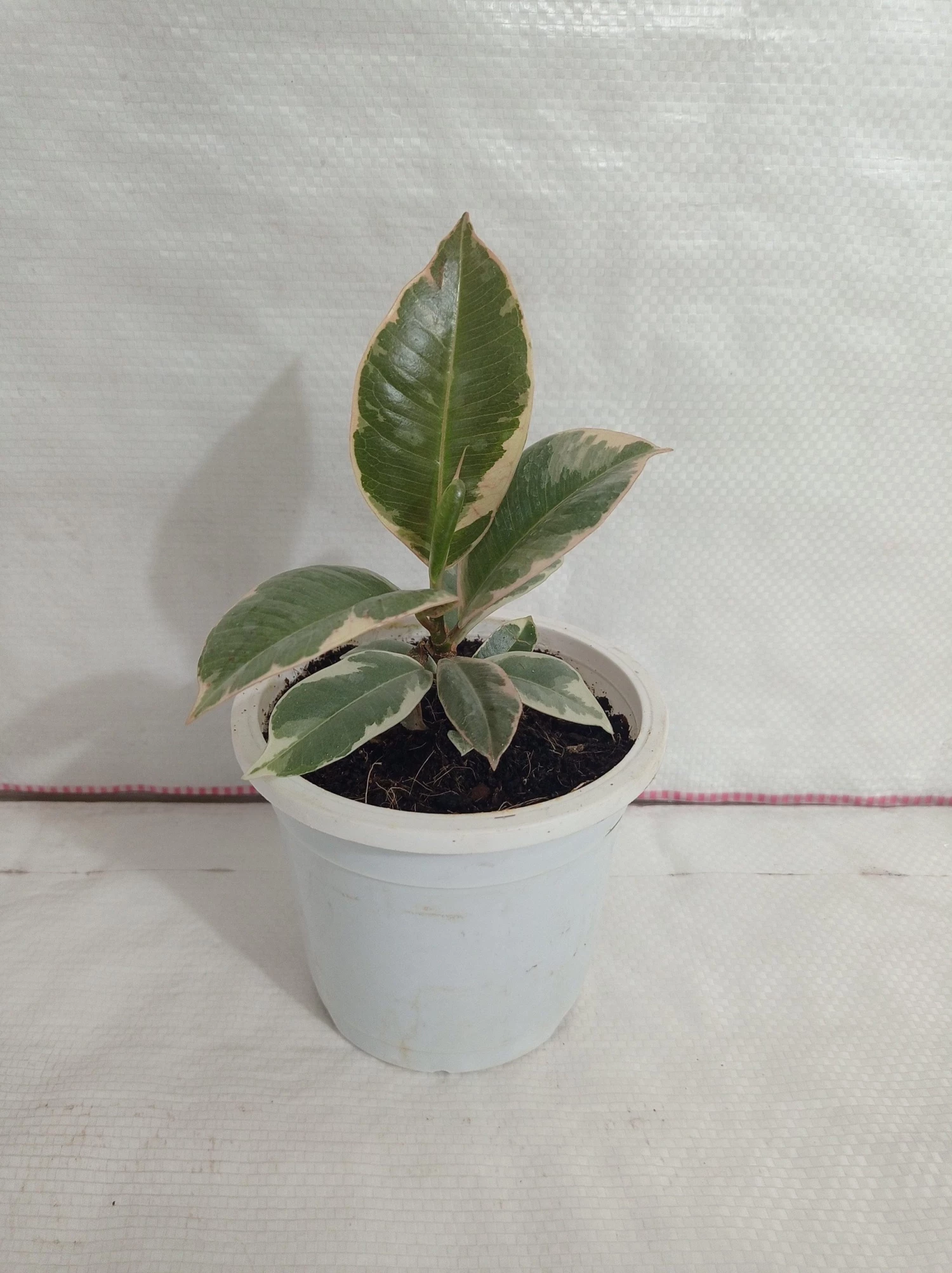 CGASPL Ficus Elastica Tineke Rubber Plant 4 CGASPL Ficus Elastica Tineke Rubber Plant