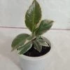 CGASPL Ficus Elastica Tineke Rubber Plant 2 CGASPL Ficus Elastica Tineke Rubber Plant