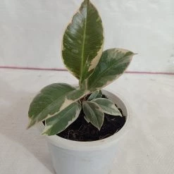 CGASPL Ficus Elastica Tineke Rubber Plant
