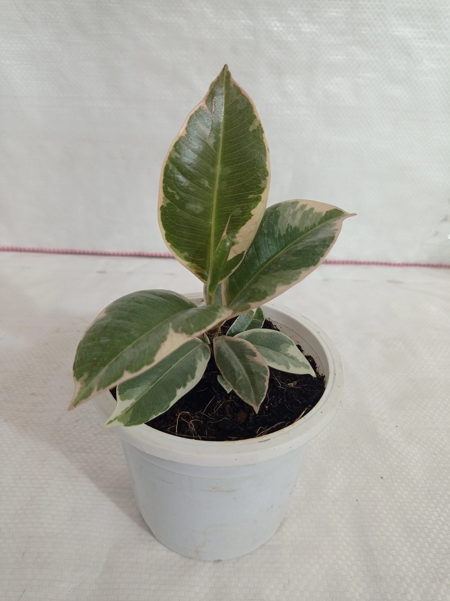 CGASPL Ficus Elastica Tineke Rubber Plant 3 CGASPL Ficus Elastica Tineke Rubber Plant