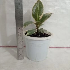 CGASPL Ficus Elastica Tineke Rubber Plant 7 CGASPL Ficus Elastica Tineke Rubber Plant