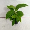 CGASPL Plants Philodendron Ceylon Green Plant