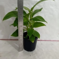 CGASPL Plants Philodendron Ceylon Green Plant