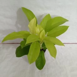 CGASPL Philodendron Ceylon Golden Plant Plants