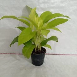 CGASPL Philodendron Ceylon Golden Plant Plants