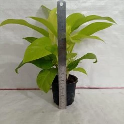 CGASPL Philodendron Ceylon Golden Plant Plants
