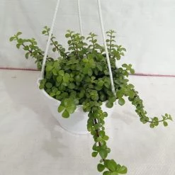 CGASPL Jade Big Green Hanging Plant