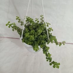 CGASPL Jade Big Green Hanging Plant