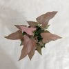 CGASPL Syngonium Pink Color Plant Plants