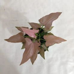CGASPL Syngonium Pink Color Plant Plants