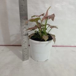 CGASPL Syngonium Pink Color Plant Plants