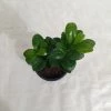 CGASPL Ficus Green Comopacta Plant Plants