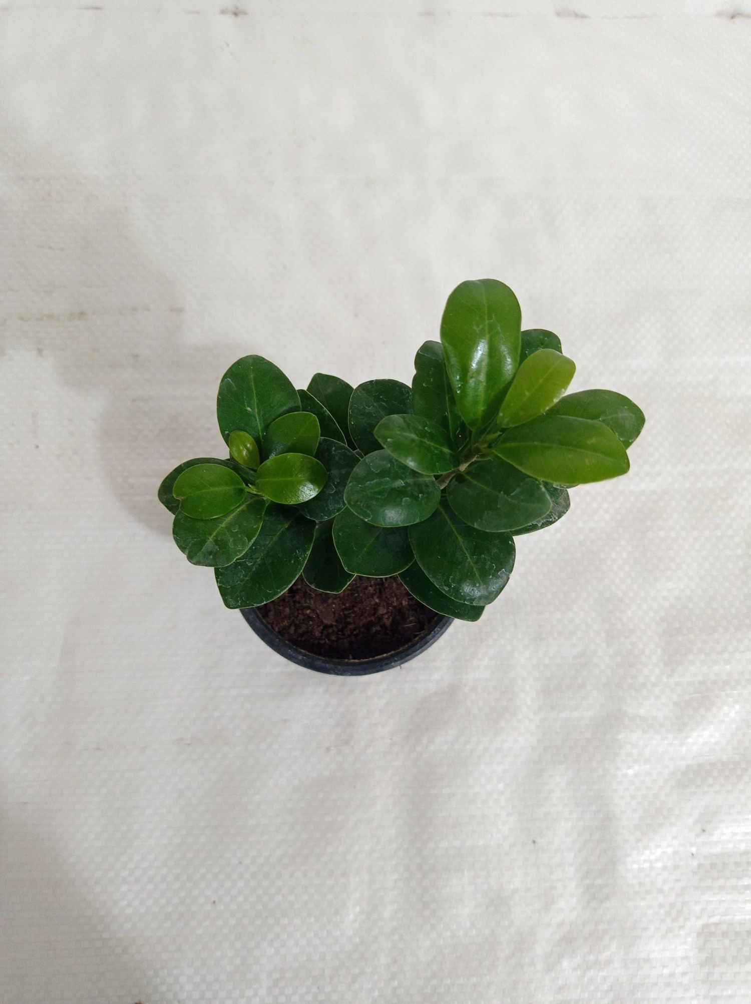 CGASPL Ficus Green Comopacta Plant Plants 3 CGASPL Ficus Green Comopacta Plant Plants
