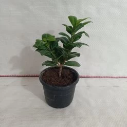 CGASPL Ficus Green Comopacta Plant Plants 8 CGASPL Ficus Green Comopacta Plant Plants