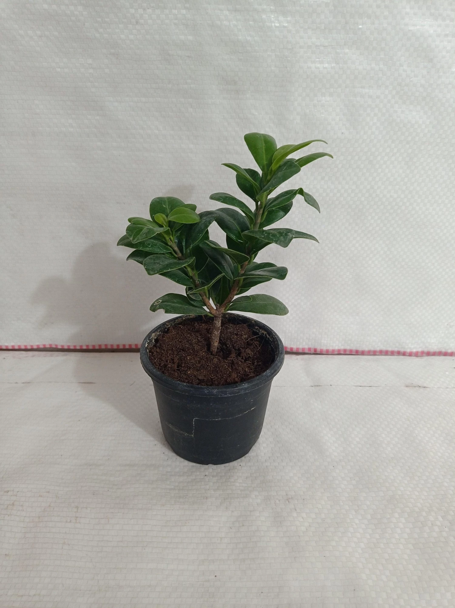 CGASPL Ficus Green Comopacta Plant Plants 5 CGASPL Ficus Green Comopacta Plant Plants