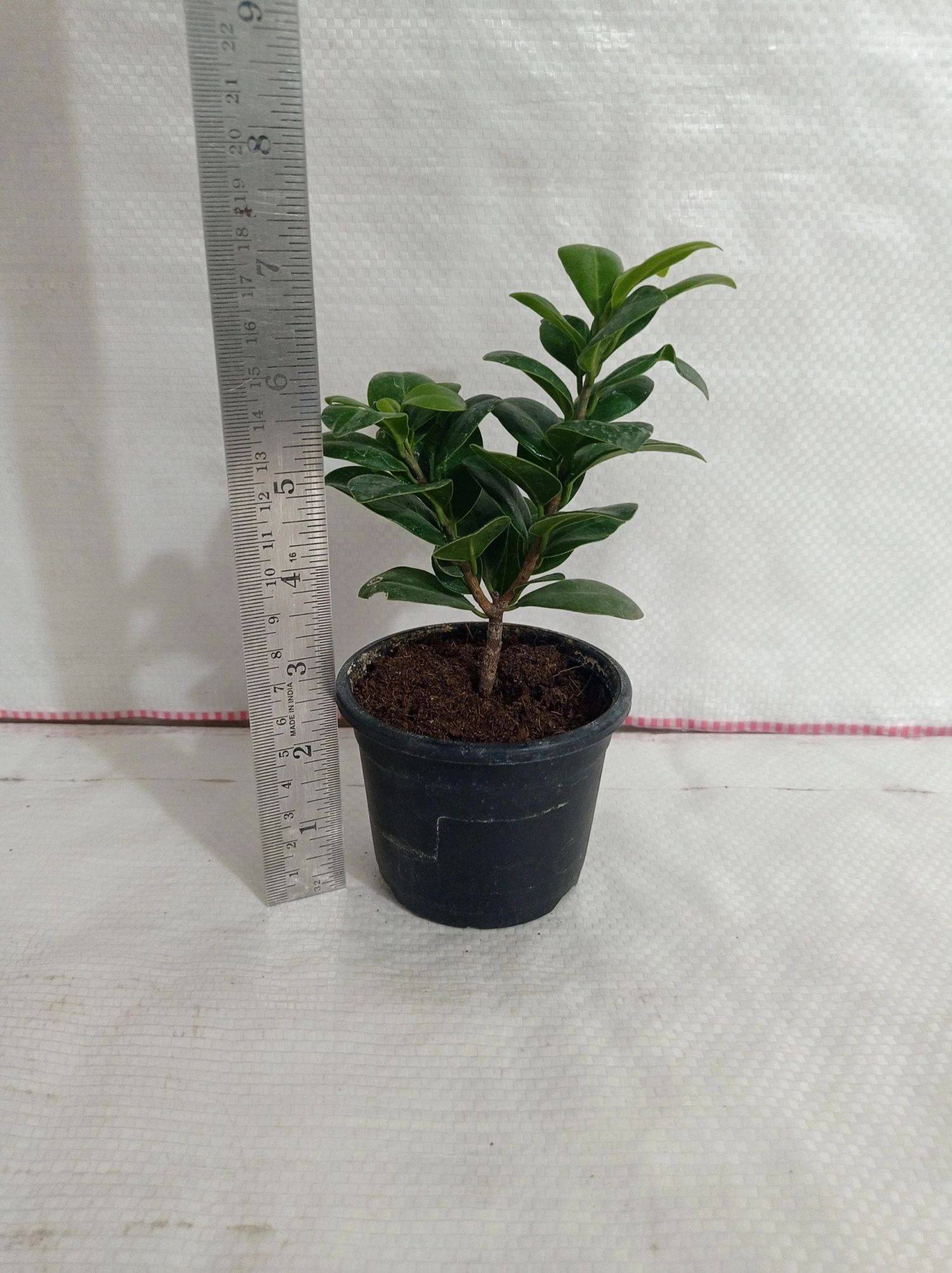 CGASPL Ficus Green Comopacta Plant Plants 6 CGASPL Ficus Green Comopacta Plant Plants