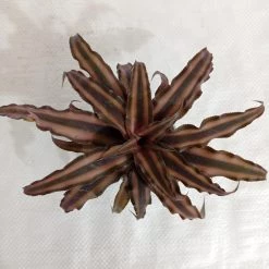 CGASPL Cryptanthus Bivittatus Chocolate Soldier Small Plant