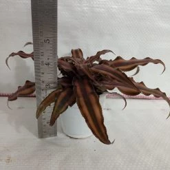 CGASPL Cryptanthus Bivittatus Chocolate Soldier Small Plant