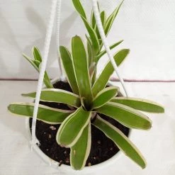 CGASPL Neoregelia Bromeliad Donger Green Hanging Plant Plants