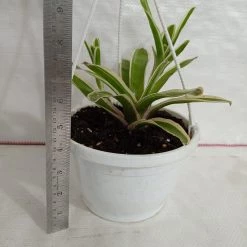 CGASPL Neoregelia Bromeliad Donger Green Hanging Plant Plants