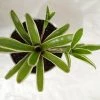 CGASPL Neoregelia Bromeliad Donger Green Hanging Plant Plants