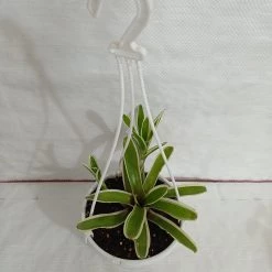 CGASPL Neoregelia Bromeliad Donger Green Hanging Plant Plants