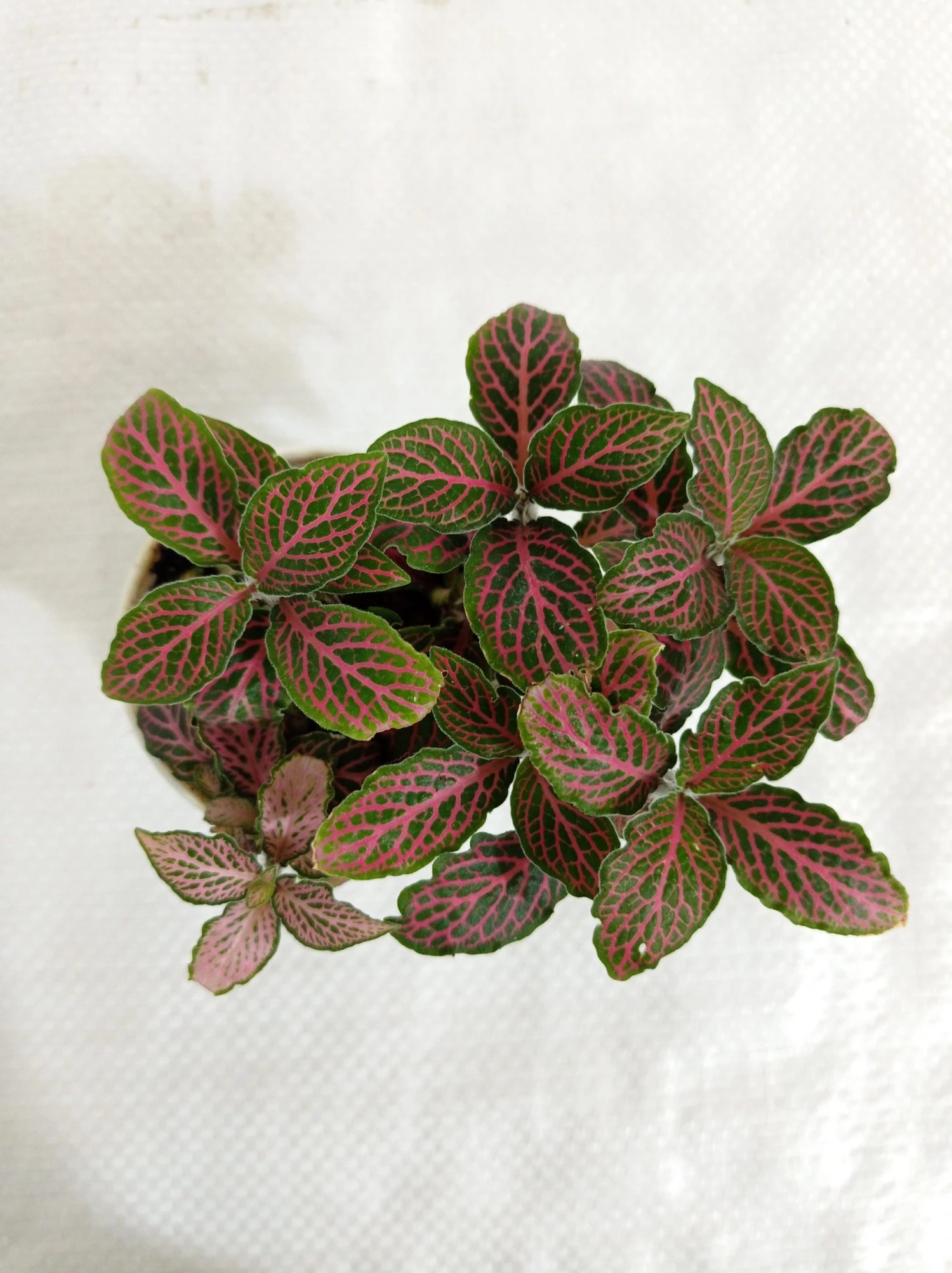 CGASPL Fittonia Albivenis ‘Mosaic’ Red-Green Plant 3 CGASPL Fittonia Albivenis ‘Mosaic’ Red-Green Plant
