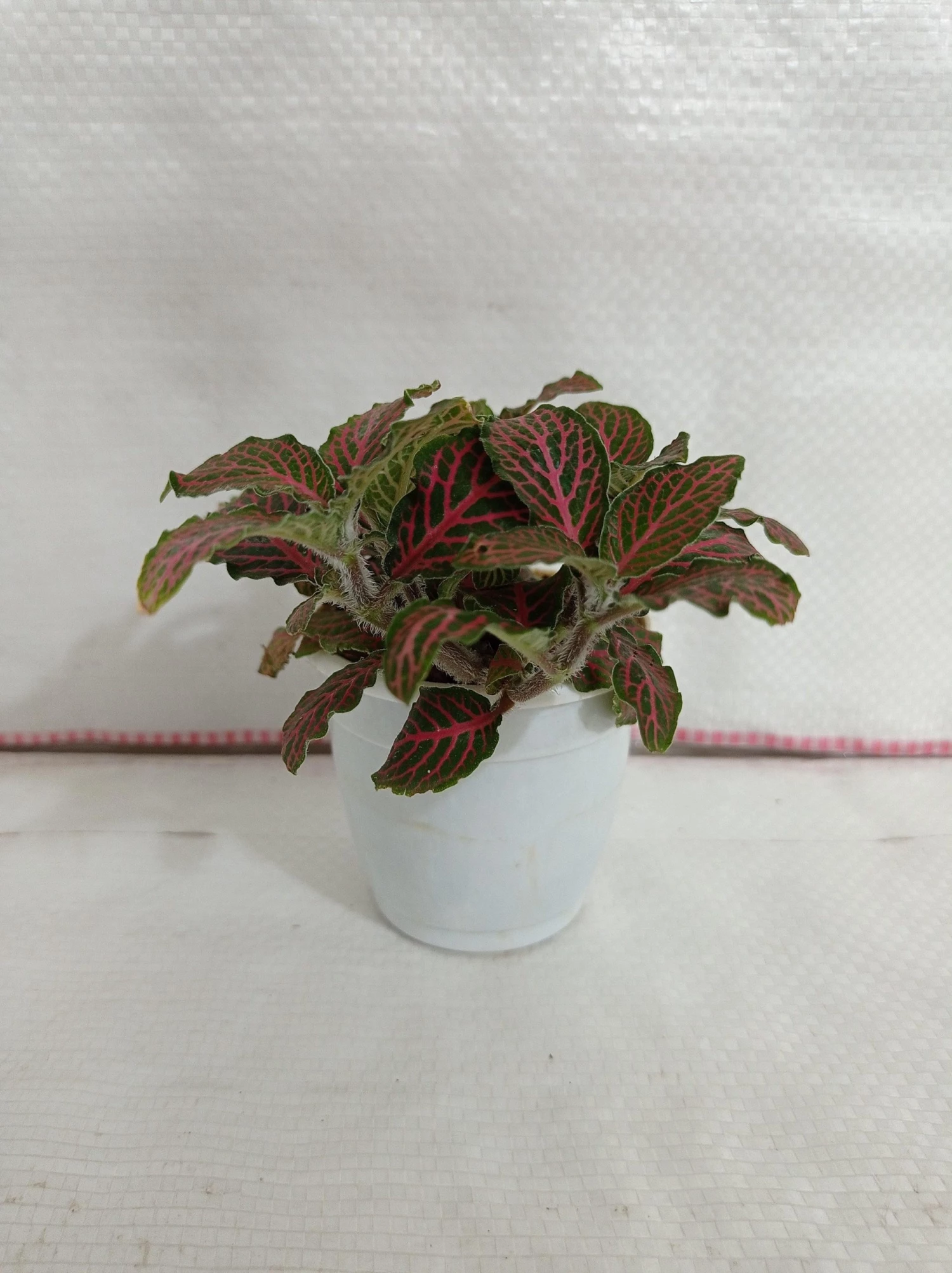 CGASPL Fittonia Albivenis ‘Mosaic’ Red-Green Plant 4 CGASPL Fittonia Albivenis ‘Mosaic’ Red-Green Plant