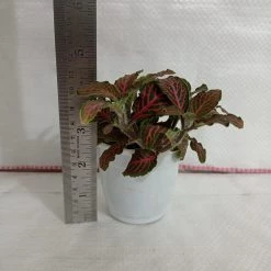 CGASPL Fittonia Albivenis ‘Mosaic’ Red-Green Plant 7 CGASPL Fittonia Albivenis ‘Mosaic’ Red-Green Plant