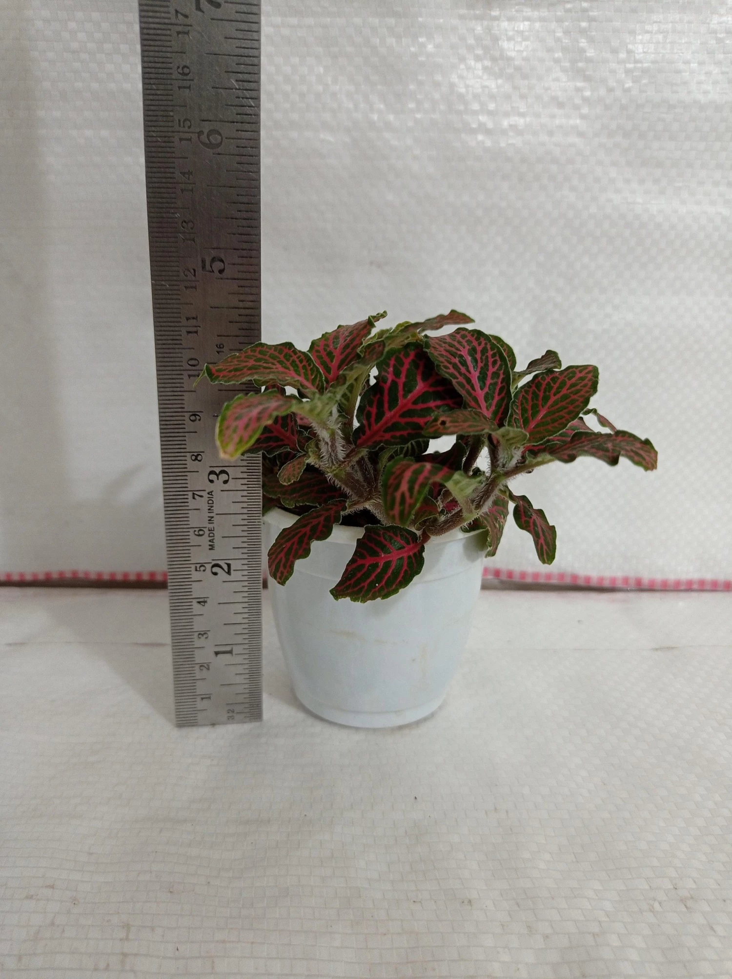 CGASPL Fittonia Albivenis ‘Mosaic’ Red-Green Plant 5 CGASPL Fittonia Albivenis ‘Mosaic’ Red-Green Plant