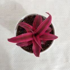CGASPL Plants Cryptanthus Red Star Plant