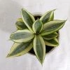 CGASPL Sansevieria Trifasciata Hahnii Golden Plant Plants 2 CGASPL Sansevieria Trifasciata Hahnii Golden Plant Plants