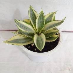 CGASPL Sansevieria Trifasciata Hahnii Golden Plant Plants