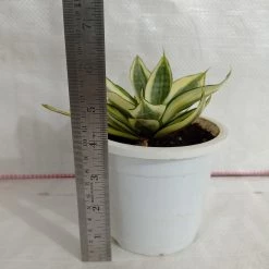 CGASPL Sansevieria Trifasciata Hahnii Golden Plant Plants