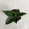 CGASPL Plants Sansevieria Ehrenbergii Samurai Dwarf Plant 2 CGASPL Plants Sansevieria Ehrenbergii Samurai Dwarf Plant