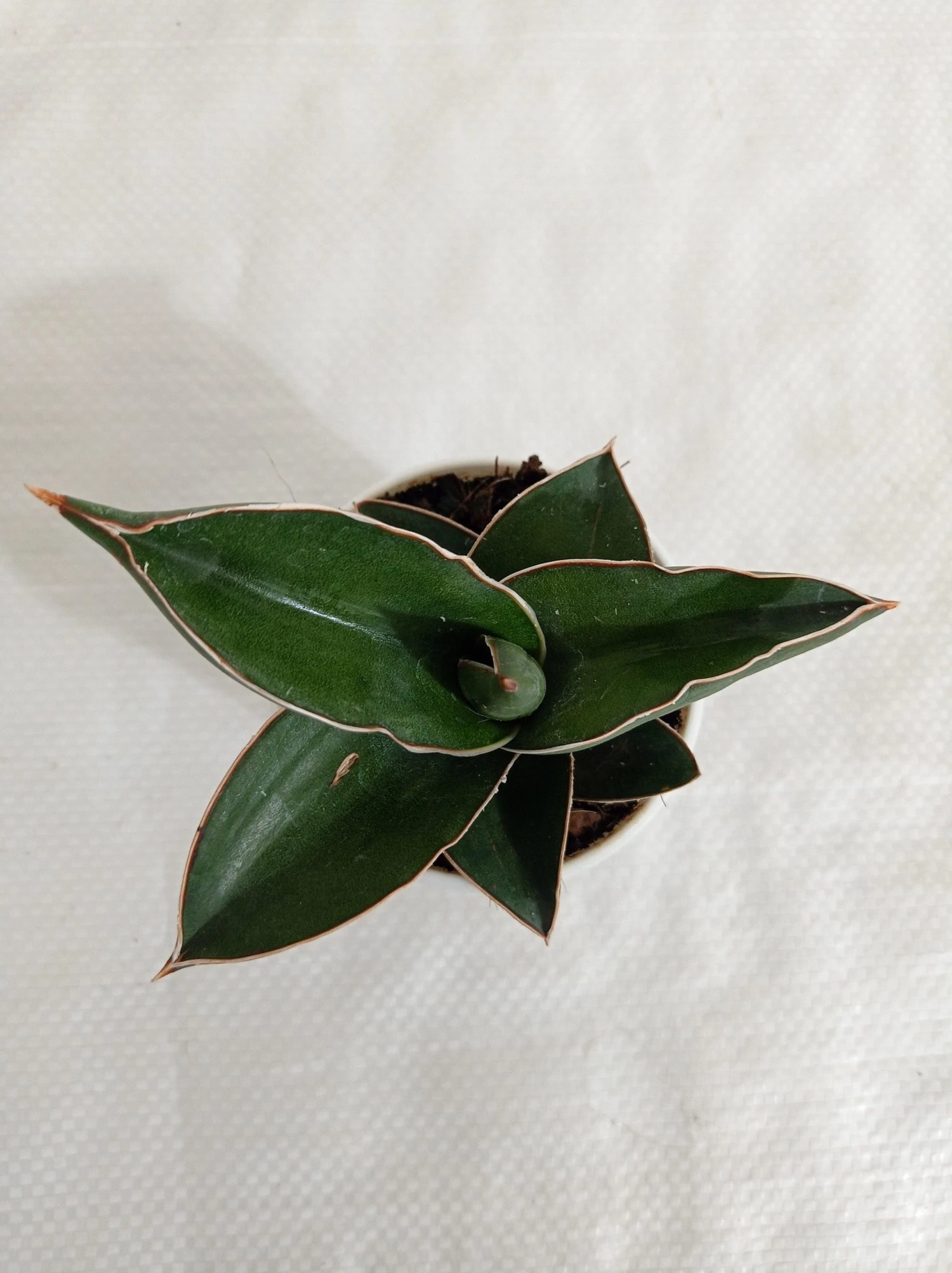 CGASPL Plants Sansevieria Ehrenbergii Samurai Dwarf Plant 3 CGASPL Plants Sansevieria Ehrenbergii Samurai Dwarf Plant