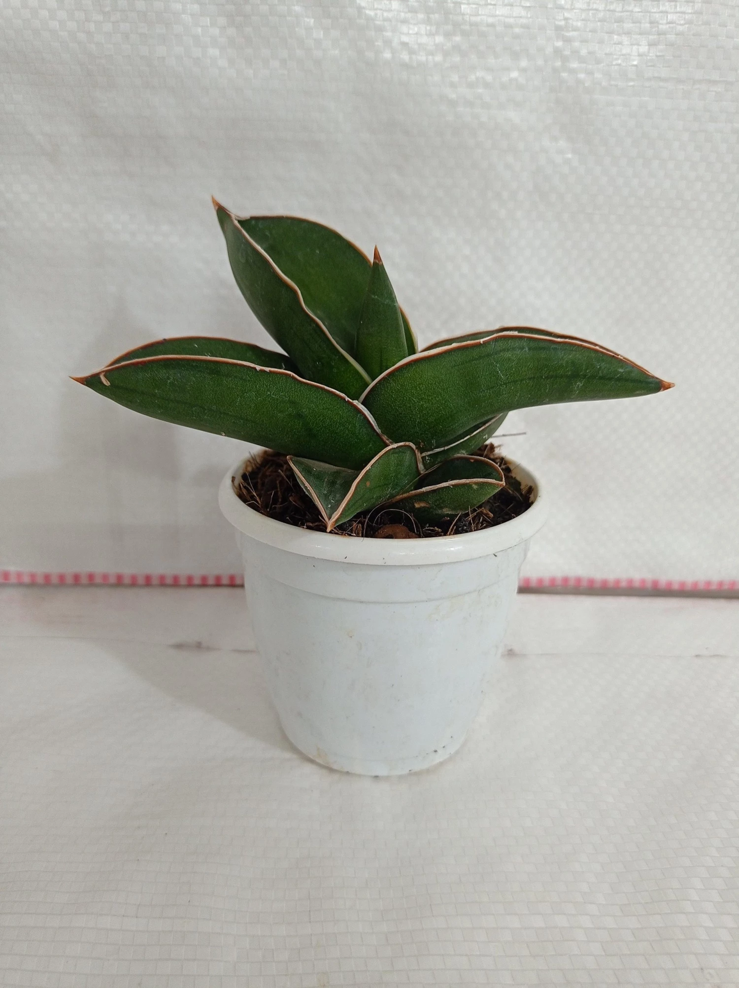 CGASPL Plants Sansevieria Ehrenbergii Samurai Dwarf Plant 4 CGASPL Plants Sansevieria Ehrenbergii Samurai Dwarf Plant