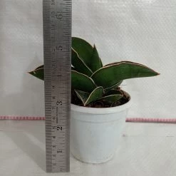 CGASPL Plants Sansevieria Ehrenbergii Samurai Dwarf Plant 8 CGASPL Plants Sansevieria Ehrenbergii Samurai Dwarf Plant