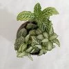 CGASPL Fittonia White 'Tiger Skin' Plant