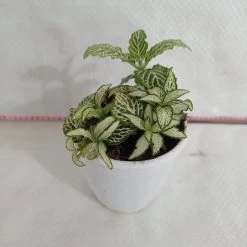 CGASPL Fittonia White 'Tiger Skin' Plant