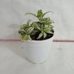 CGASPL Fittonia White 'Tiger Skin' Plant