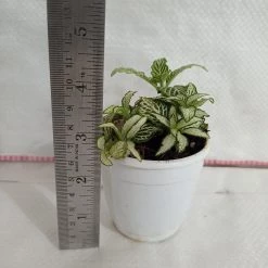 CGASPL Fittonia White 'Tiger Skin' Plant